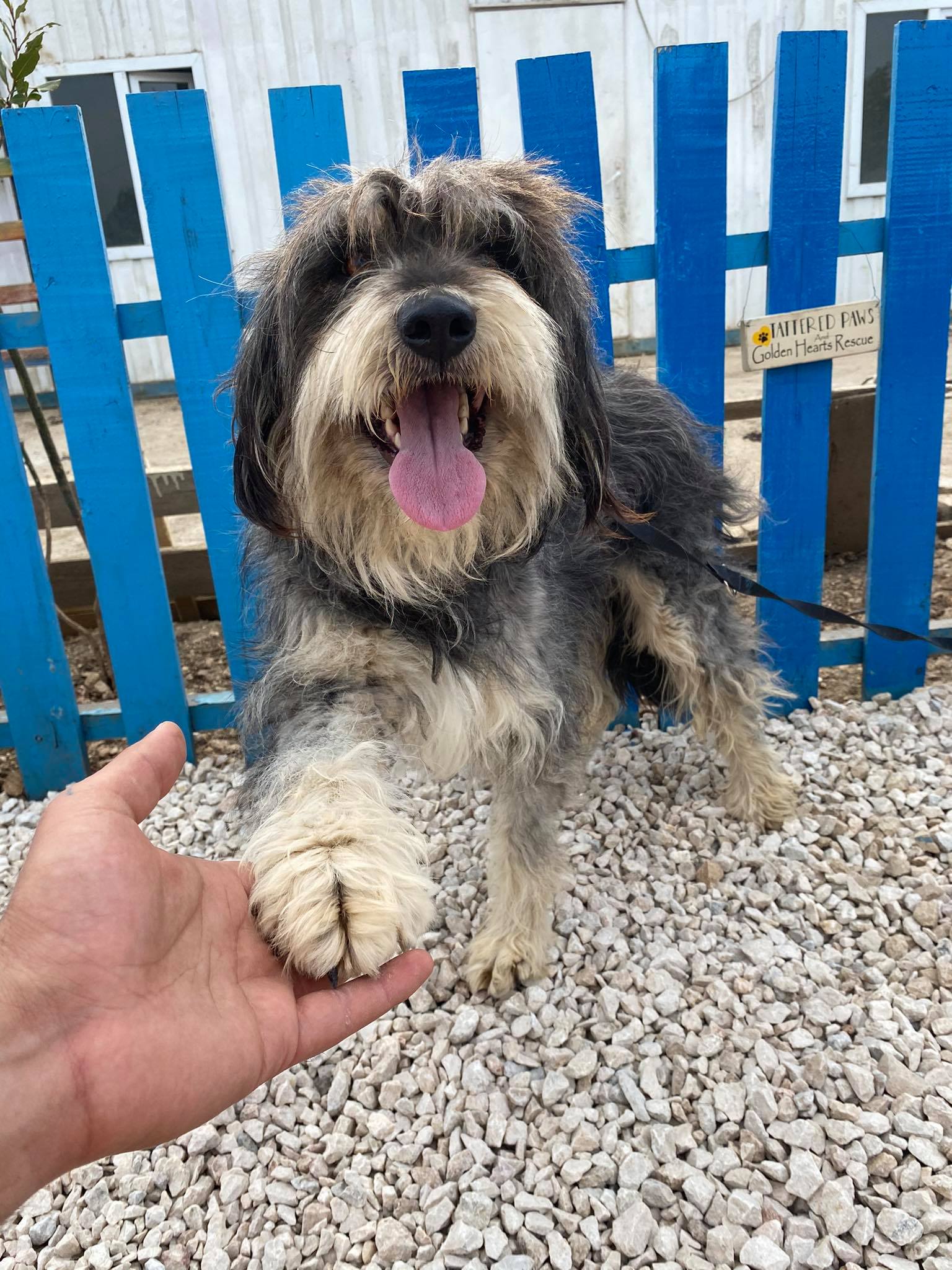 Maisie (fka Nora) 